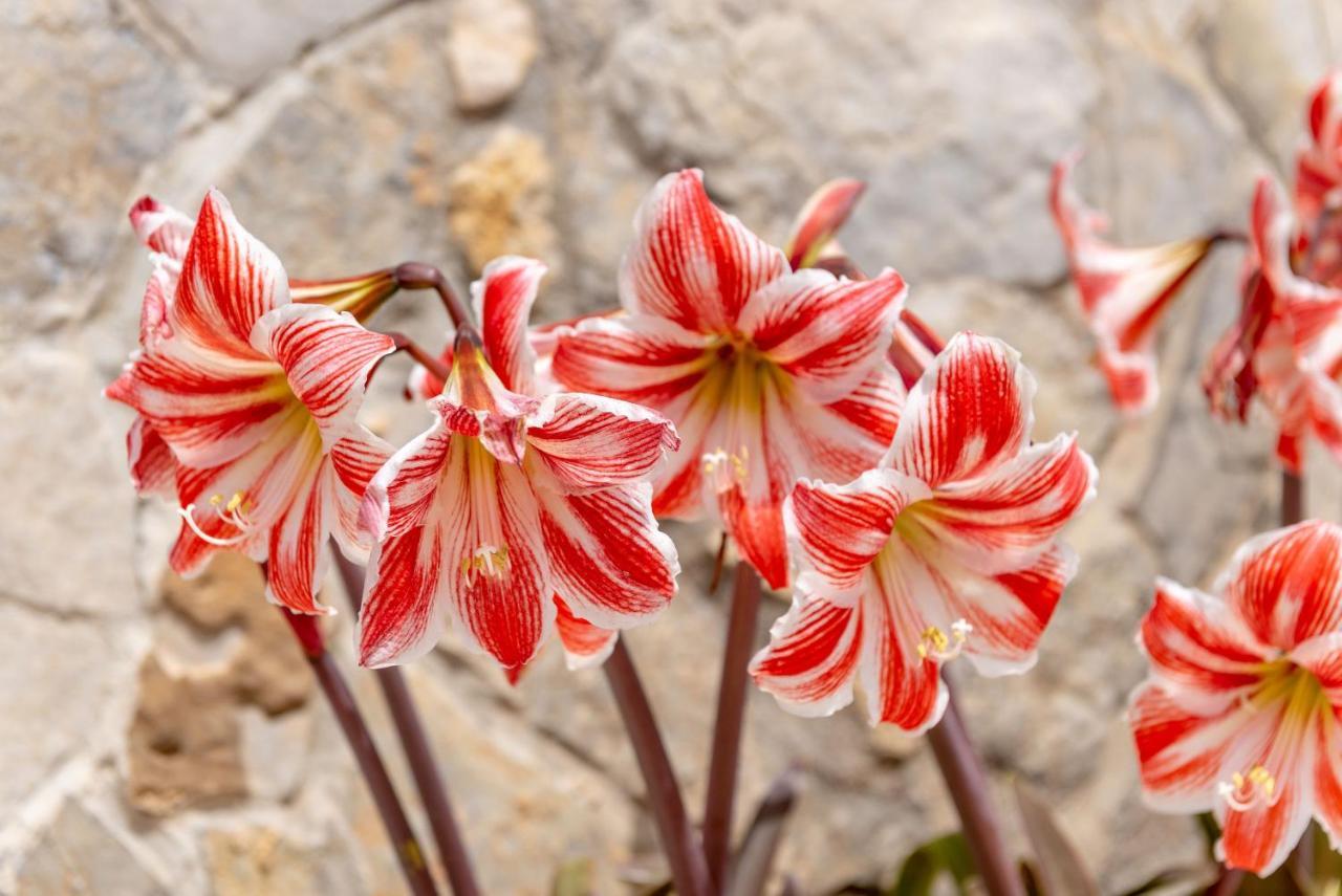 S'Hort Villa Artá Dış mekan fotoğraf